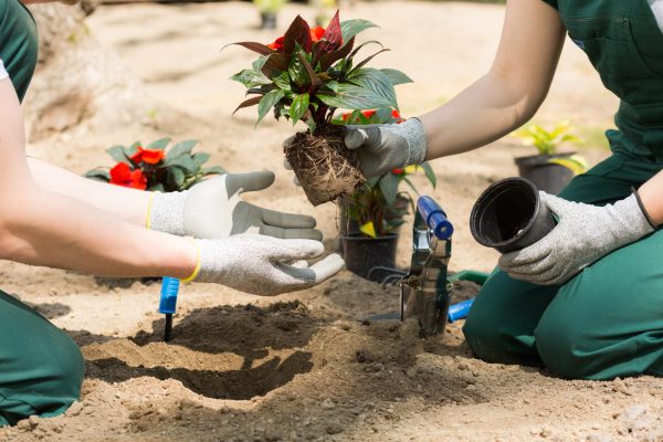 Two gardeners putting the plant out from the flowerpot with the gardening tools