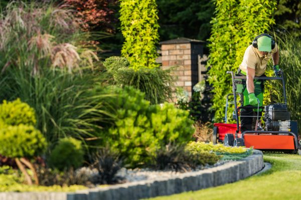 Caucasian Landscaping Worker in His 40s and Lawn Aeration Using Powerful Gasoline Powered Aerator