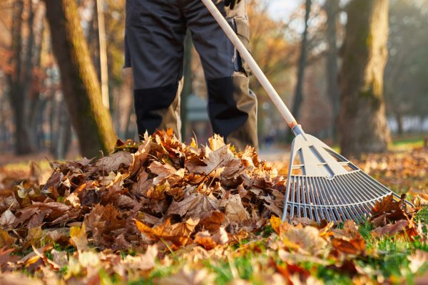 Unrecognizable man wearing uniform raking fallen leaves at beautiful sunny day. Crop view of male worker removing dry golden leaves, cleaning grass lawn in city park. Concept of seasonal work.
